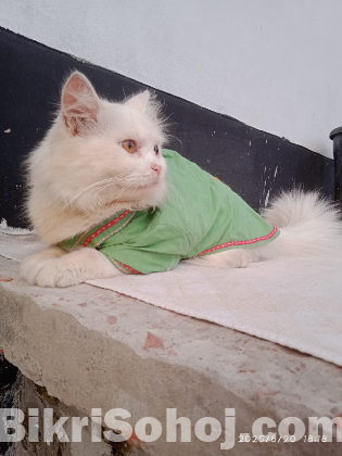 পার্সিয়ান মেল বিড়াল